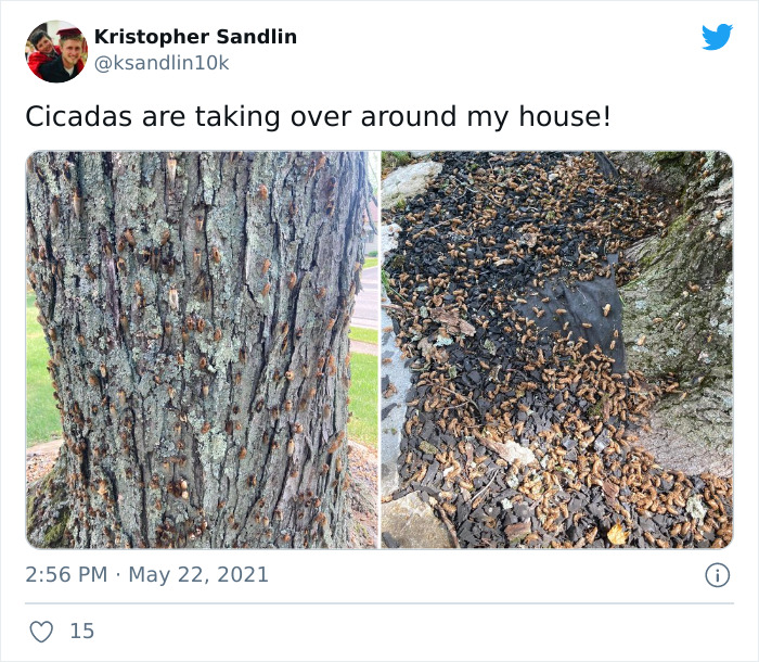 Billions Of Cicadas Emerge After 17 Years In The Ground And Create Chaos In Parts Of The US (30 Pics) Billions Of Cicadas Emerge After 17 Years In The Ground And Create Chaos In Parts Of The US (30 Pics)