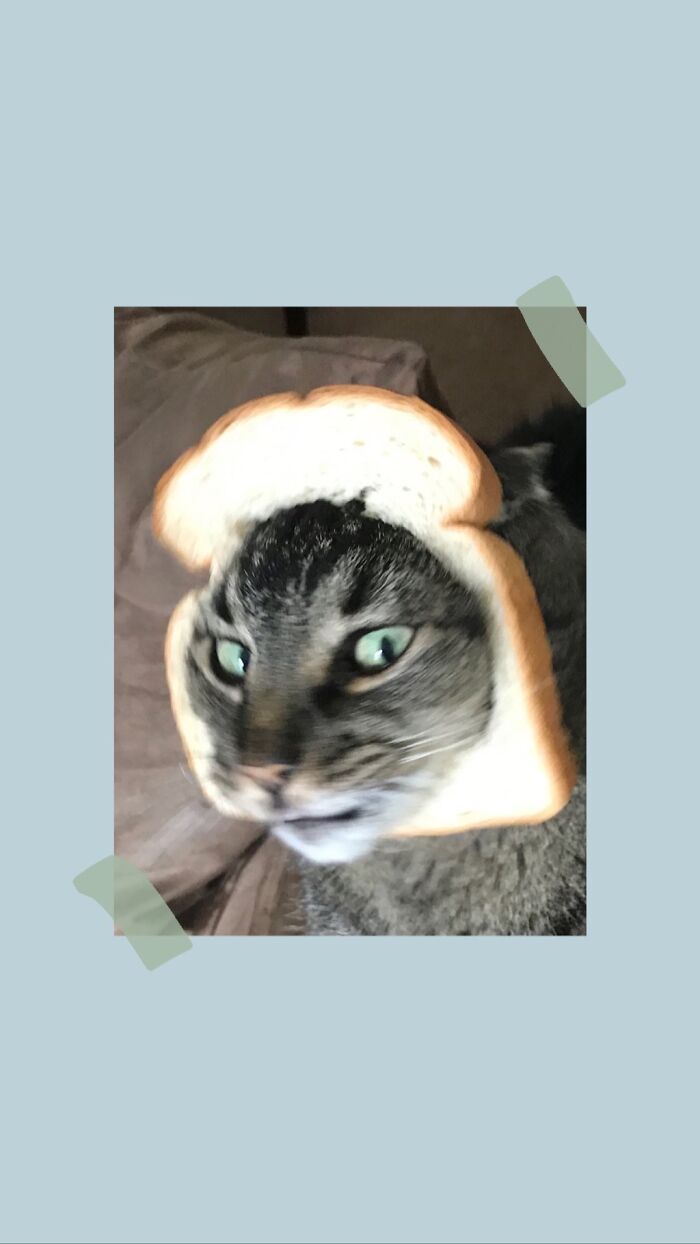 Hey Pandas, Post A Picture Of Your Pet Failing (Closed)