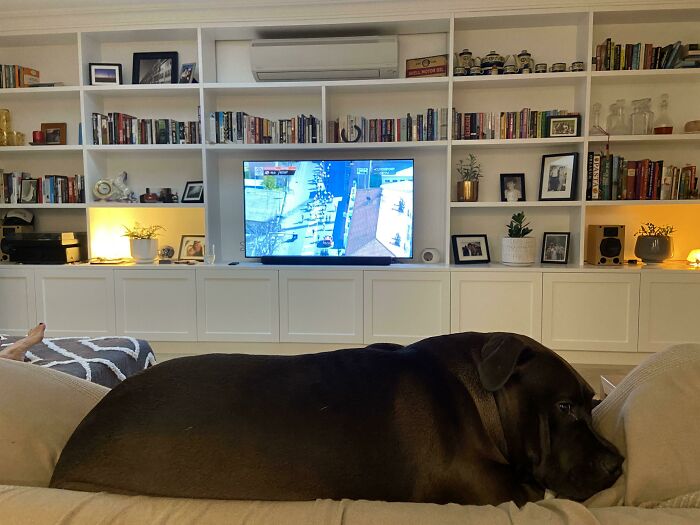 “What’s Wrong With Your Dog?”: People Are Posting Pictures Of ‘Malfunctioning’ Dogs (50 New Pics) “What’s Wrong With Your Dog?”: People Are Posting Pictures Of ‘Malfunctioning’ Dogs (50 New Pics)