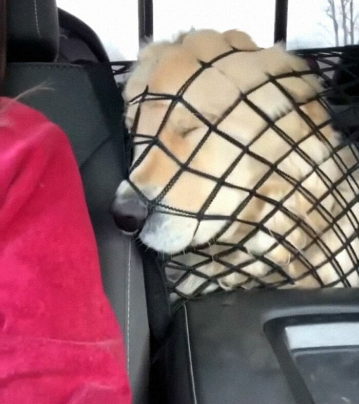 “What’s Wrong With Your Dog?”: People Are Posting Pictures Of ‘Malfunctioning’ Dogs (50 New Pics) “What’s Wrong With Your Dog?”: People Are Posting Pictures Of ‘Malfunctioning’ Dogs (50 New Pics)