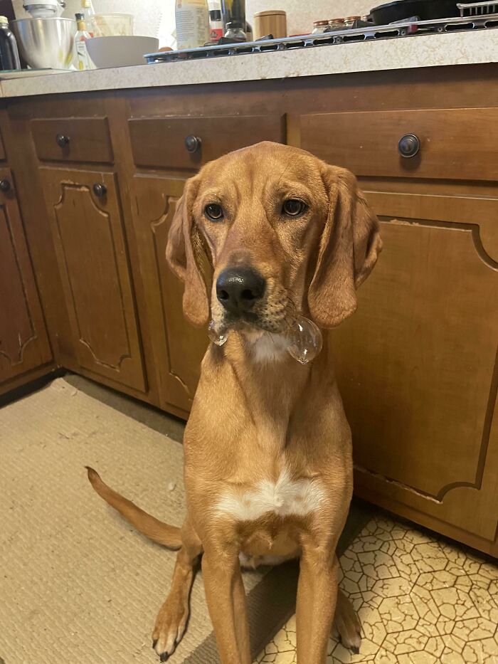 “What’s Wrong With Your Dog?”: People Are Posting Pictures Of ‘Malfunctioning’ Dogs (50 New Pics) “What’s Wrong With Your Dog?”: People Are Posting Pictures Of ‘Malfunctioning’ Dogs (50 New Pics)