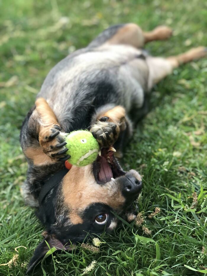 “What’s Wrong With Your Dog?”: People Are Posting Pictures Of ‘Malfunctioning’ Dogs (50 New Pics) “What’s Wrong With Your Dog?”: People Are Posting Pictures Of ‘Malfunctioning’ Dogs (50 New Pics)