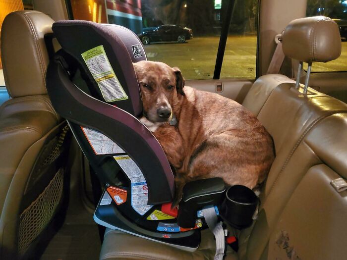 “What’s Wrong With Your Dog?”: People Are Posting Pictures Of ‘Malfunctioning’ Dogs (50 New Pics) “What’s Wrong With Your Dog?”: People Are Posting Pictures Of ‘Malfunctioning’ Dogs (50 New Pics)