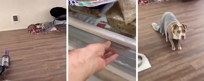 “What’s Wrong With Your Dog?”: People Are Posting Pictures Of ‘Malfunctioning’ Dogs (50 New Pics) “What’s Wrong With Your Dog?”: People Are Posting Pictures Of ‘Malfunctioning’ Dogs (50 New Pics)