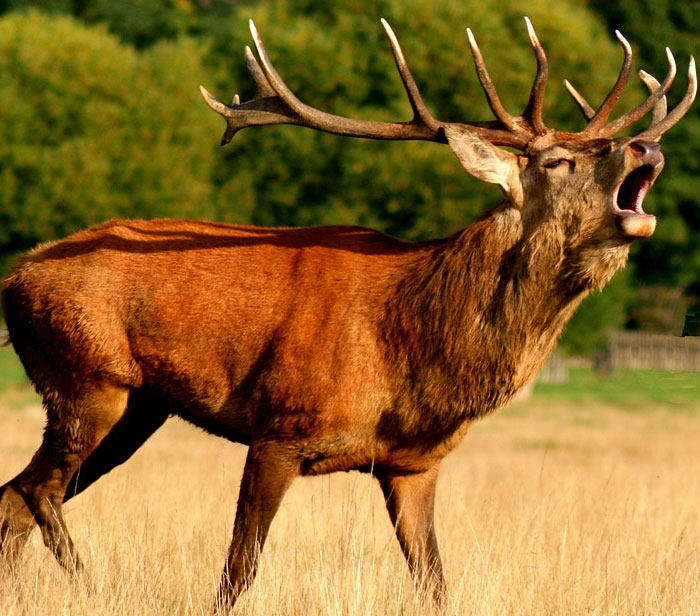 30 People Share Stories Of How Their “Crazy Neighbor” Earned That Name 30 People Share Stories Of How Their “Crazy Neighbor” Earned That Name