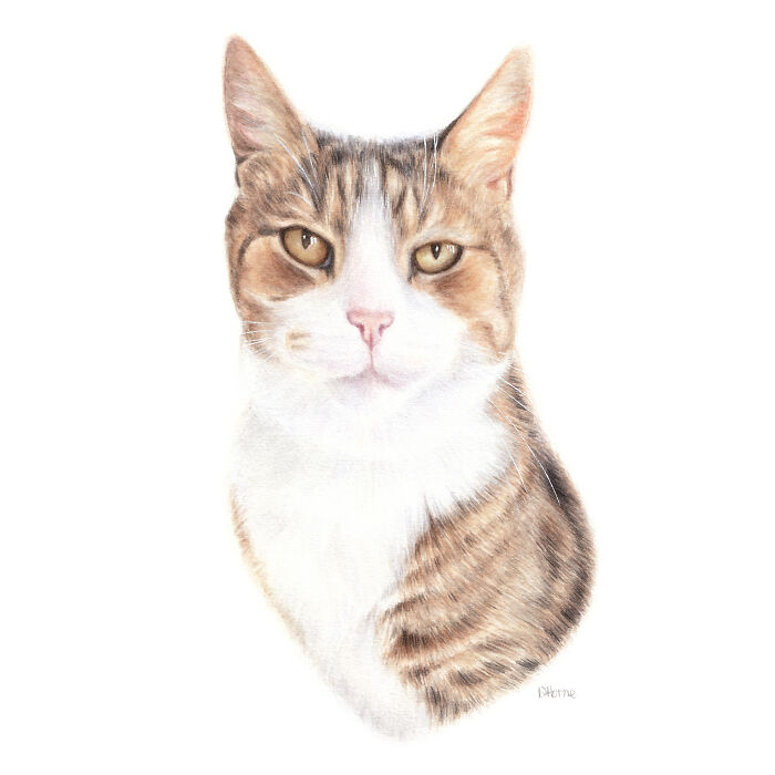 Hey Pandas, Draw A Cat (Closed) Hey Pandas, Draw A Cat (Closed)