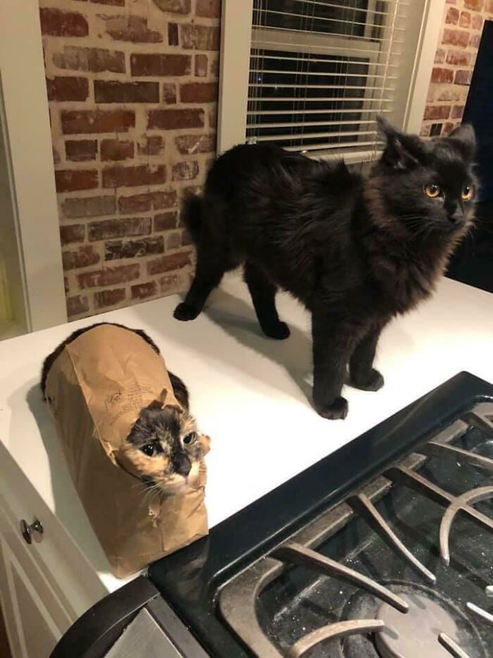 50 Pics That Are Proof Two Cats Are Better Than One