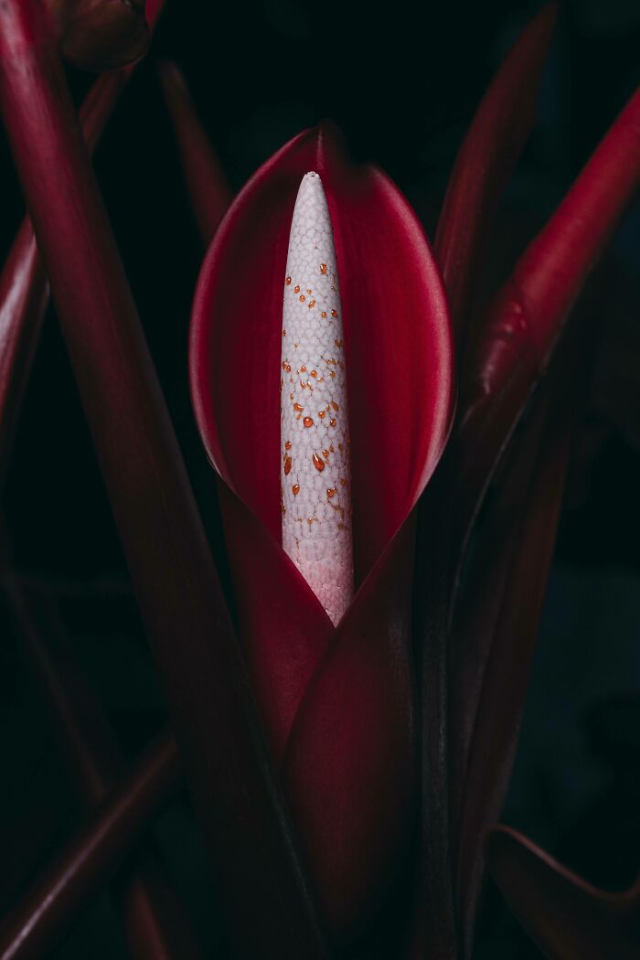 In This Online Group, People Share Examples Of Botanical Wonders And It’s Soul-Refreshing (50 Pics)