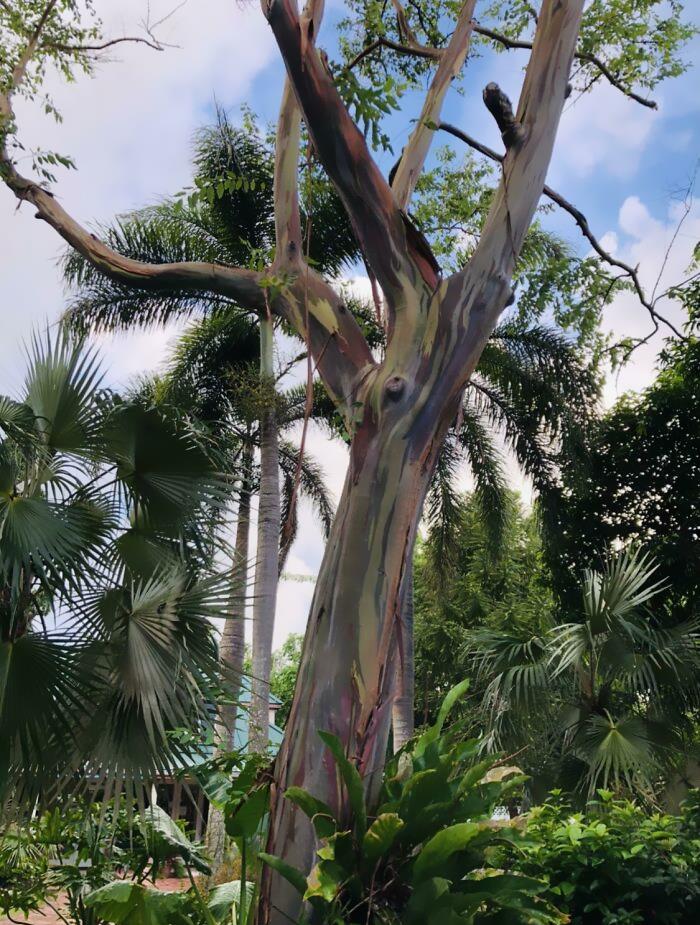 In This Online Group, People Share Examples Of Botanical Wonders And It’s Soul-Refreshing (50 Pics)