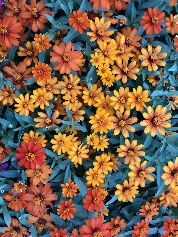 In This Online Group, People Share Examples Of Botanical Wonders And It’s Soul-Refreshing (50 Pics)