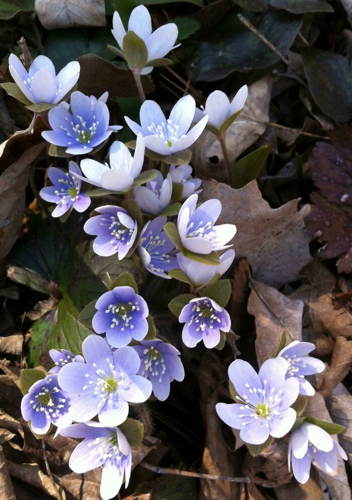 In This Online Group, People Share Examples Of Botanical Wonders And It’s Soul-Refreshing (50 Pics)