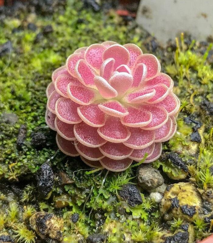 In This Online Group, People Share Examples Of Botanical Wonders And It’s Soul-Refreshing (50 Pics)