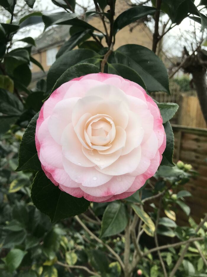 In This Online Group, People Share Examples Of Botanical Wonders And It’s Soul-Refreshing (50 Pics)