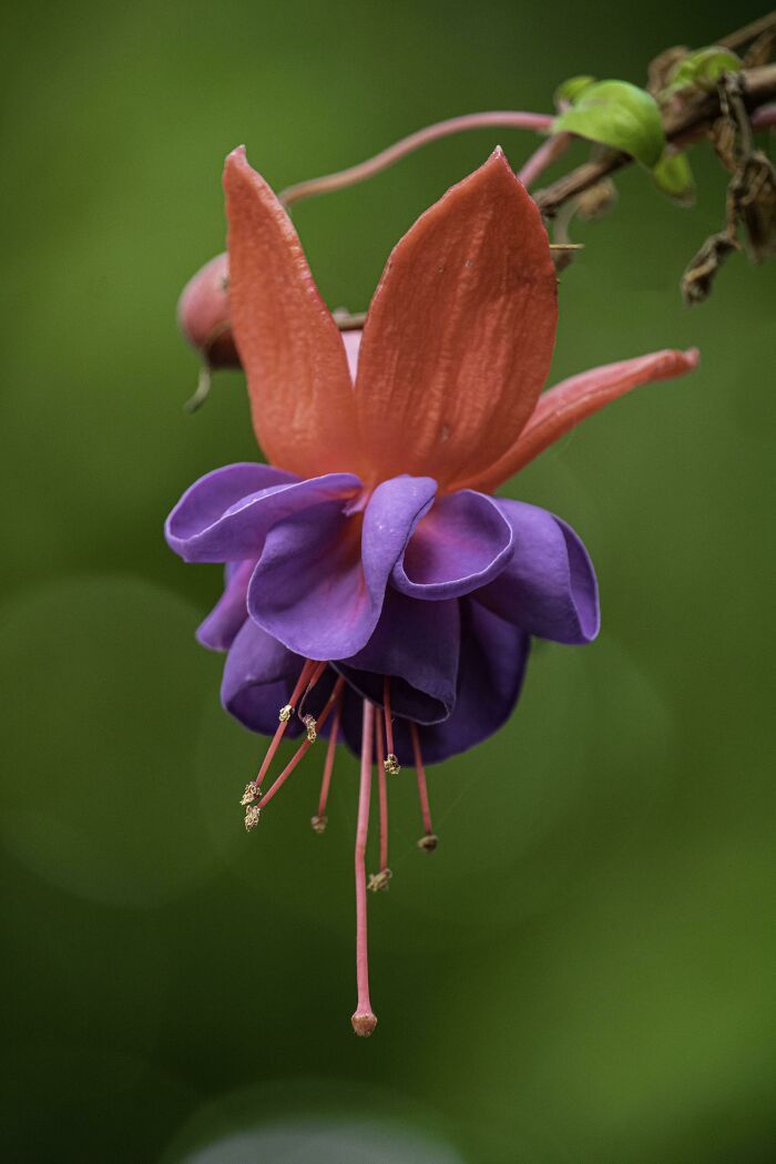 In This Online Group, People Share Examples Of Botanical Wonders And It’s Soul-Refreshing (50 Pics)