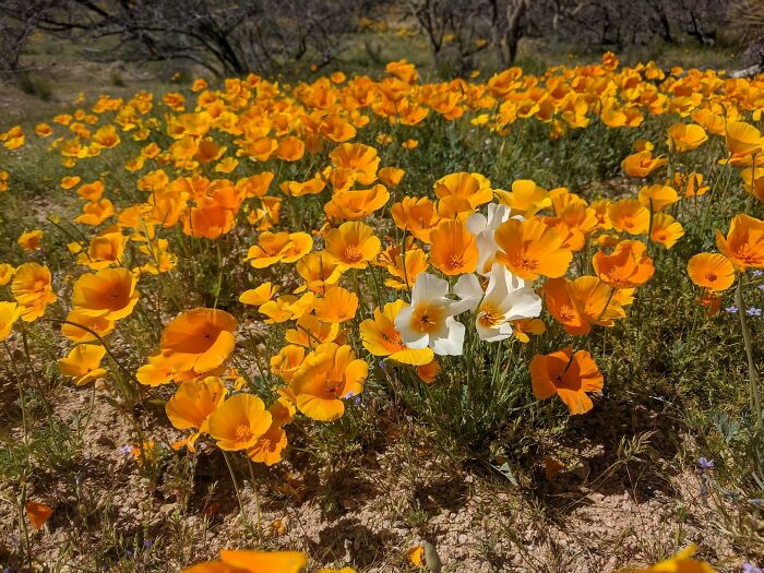 In This Online Group, People Share Examples Of Botanical Wonders And It’s Soul-Refreshing (50 Pics)