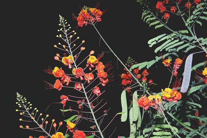 In This Online Group, People Share Examples Of Botanical Wonders And It’s Soul-Refreshing (50 Pics)