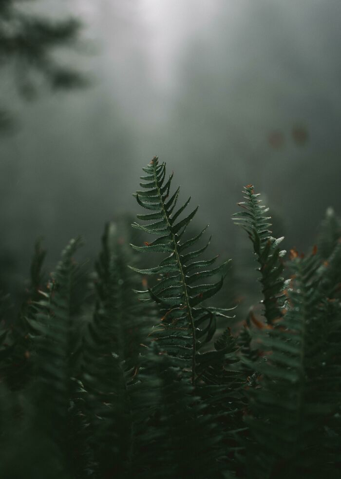 In This Online Group, People Share Examples Of Botanical Wonders And It’s Soul-Refreshing (50 Pics)