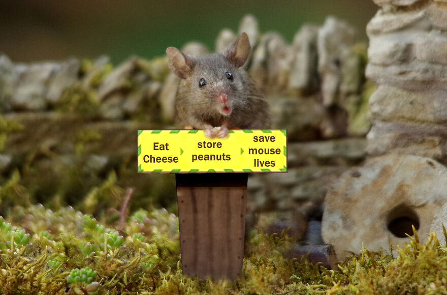 I Built A Fantasy-Inspired Home For The Wild Mice That Live In My Garden I Built A Fantasy-Inspired Home For The Wild Mice That Live In My Garden