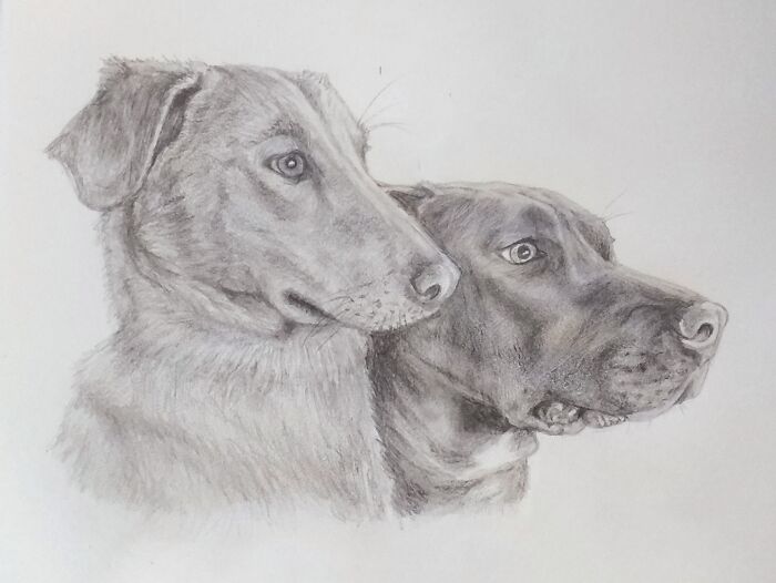 Hey Pandas, Draw Your Pet (Closed) Hey Pandas, Draw Your Pet (Closed)