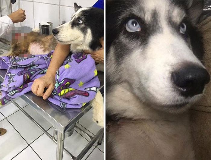 Owners Exploited This Husky Until She Could No Longer Walk And Produce Puppies &#8211; This Woman Gave Her A Second Chance In Life