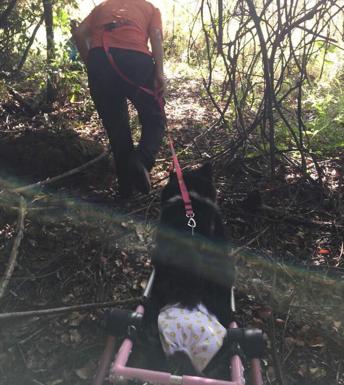 Owners Exploited This Husky Until She Could No Longer Walk And Produce Puppies &#8211; This Woman Gave Her A Second Chance In Life