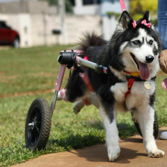 Owners Exploited This Husky Until She Could No Longer Walk And Produce Puppies &#8211; This Woman Gave Her A Second Chance In Life