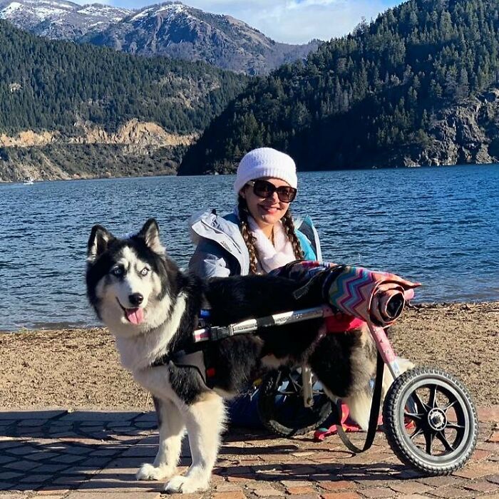 Owners Exploited This Husky Until She Could No Longer Walk And Produce Puppies &#8211; This Woman Gave Her A Second Chance In Life