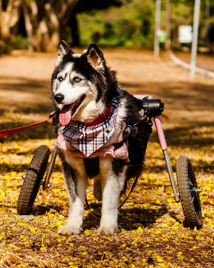 Owners Exploited This Husky Until She Could No Longer Walk And Produce Puppies &#8211; This Woman Gave Her A Second Chance In Life