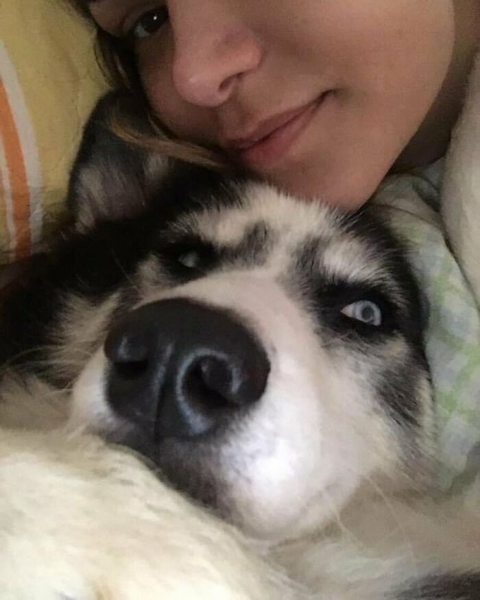 Owners Exploited This Husky Until She Could No Longer Walk And Produce Puppies &#8211; This Woman Gave Her A Second Chance In Life