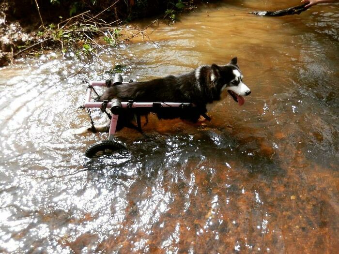 Owners Exploited This Husky Until She Could No Longer Walk And Produce Puppies &#8211; This Woman Gave Her A Second Chance In Life