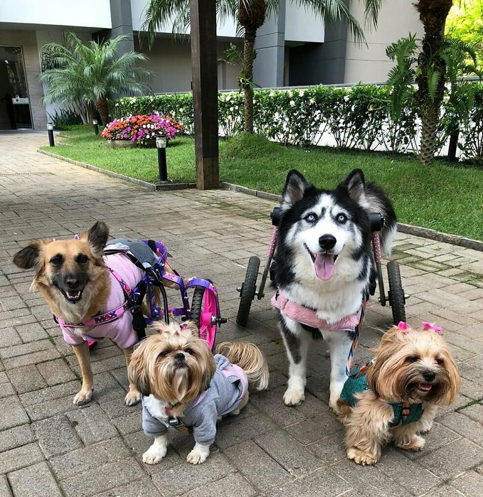 Owners Exploited This Husky Until She Could No Longer Walk And Produce Puppies &#8211; This Woman Gave Her A Second Chance In Life