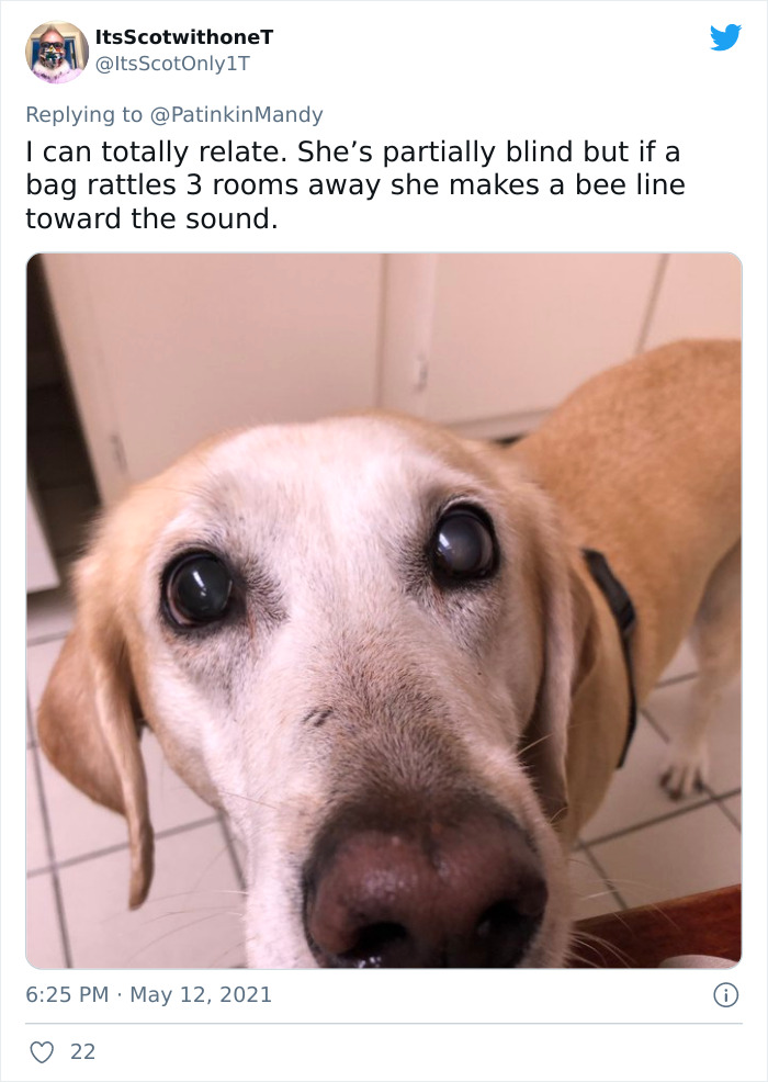 29 Dogs Making Faces To Let Their Owners Know How Much They Want Their Food 29 Dogs Making Faces To Let Their Owners Know How Much They Want Their Food