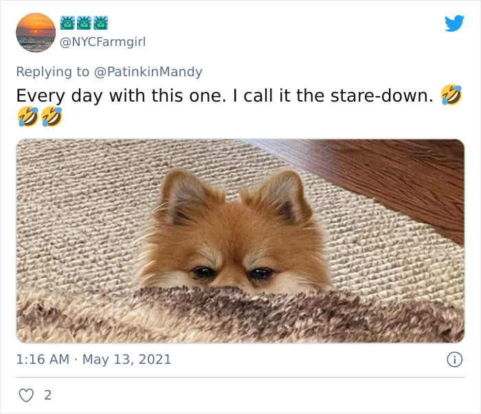 29 Dogs Making Faces To Let Their Owners Know How Much They Want Their Food 29 Dogs Making Faces To Let Their Owners Know How Much They Want Their Food