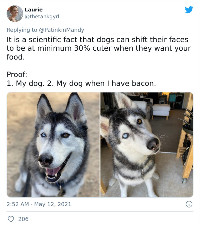 29 Dogs Making Faces To Let Their Owners Know How Much They Want Their Food 29 Dogs Making Faces To Let Their Owners Know How Much They Want Their Food