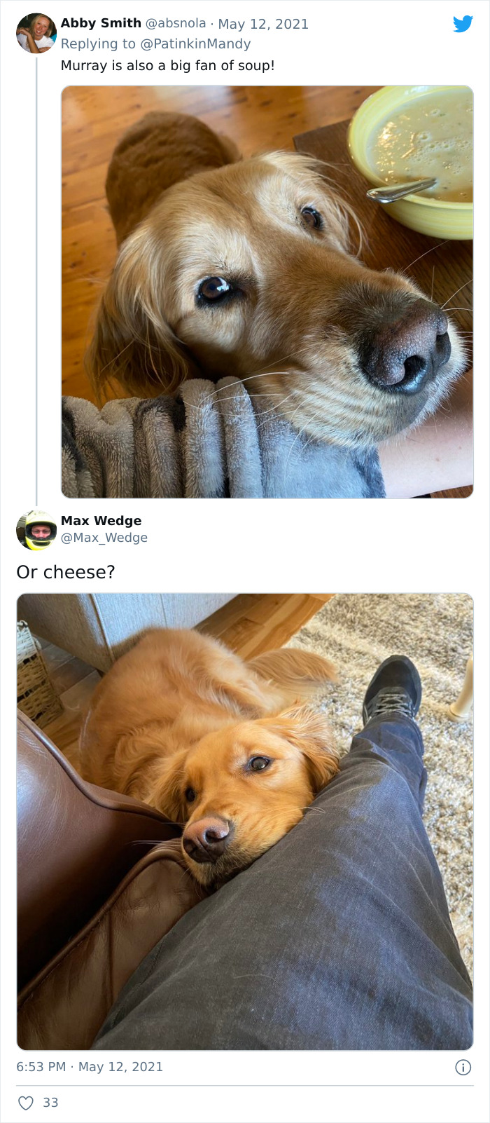 29 Dogs Making Faces To Let Their Owners Know How Much They Want Their Food 29 Dogs Making Faces To Let Their Owners Know How Much They Want Their Food