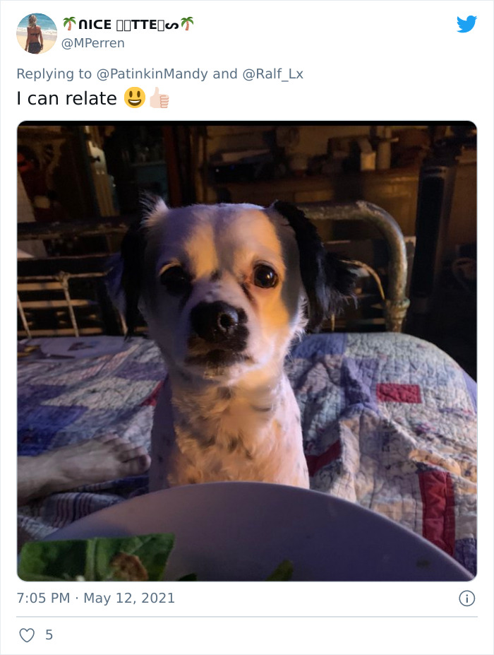 29 Dogs Making Faces To Let Their Owners Know How Much They Want Their Food 29 Dogs Making Faces To Let Their Owners Know How Much They Want Their Food