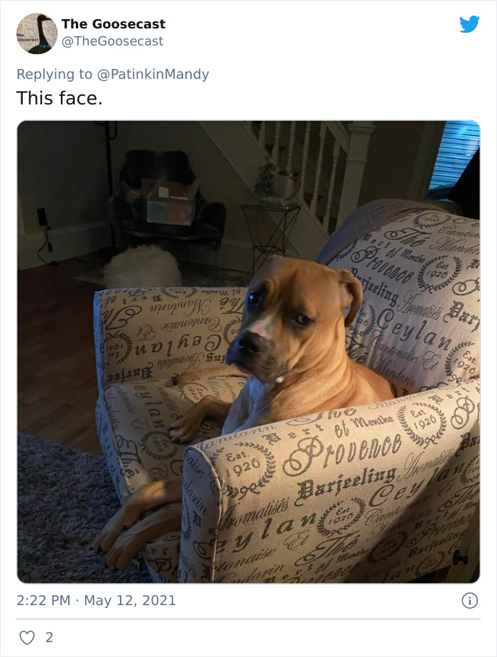 29 Dogs Making Faces To Let Their Owners Know How Much They Want Their Food 29 Dogs Making Faces To Let Their Owners Know How Much They Want Their Food