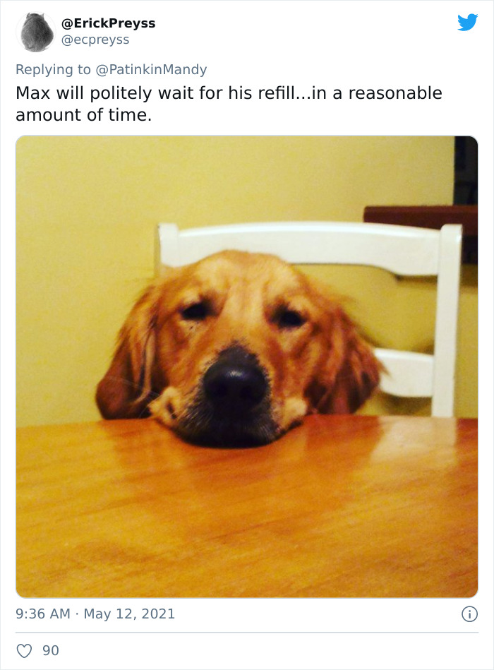 29 Dogs Making Faces To Let Their Owners Know How Much They Want Their Food 29 Dogs Making Faces To Let Their Owners Know How Much They Want Their Food