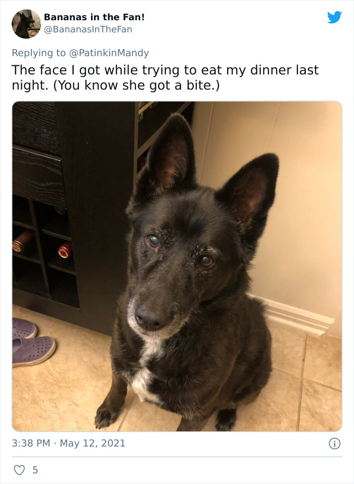 29 Dogs Making Faces To Let Their Owners Know How Much They Want Their Food 29 Dogs Making Faces To Let Their Owners Know How Much They Want Their Food