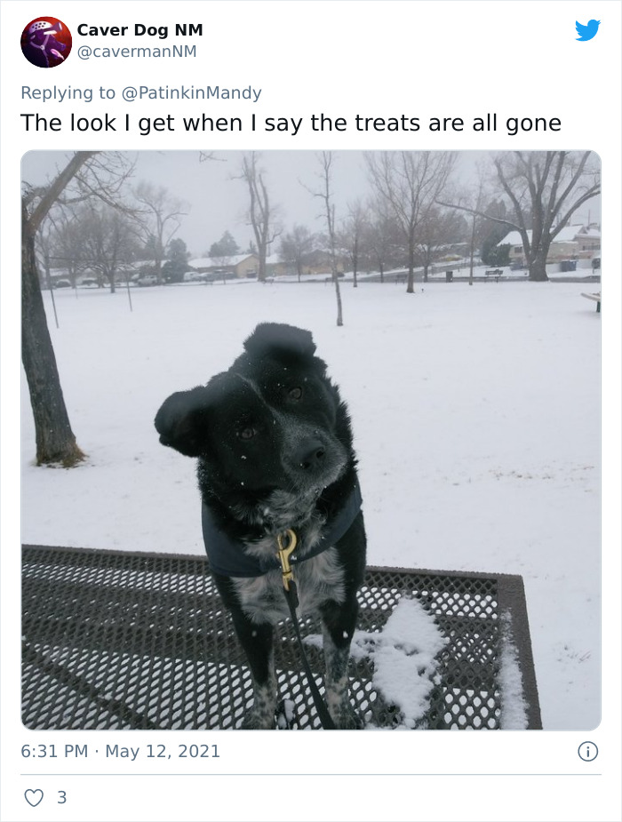 29 Dogs Making Faces To Let Their Owners Know How Much They Want Their Food 29 Dogs Making Faces To Let Their Owners Know How Much They Want Their Food