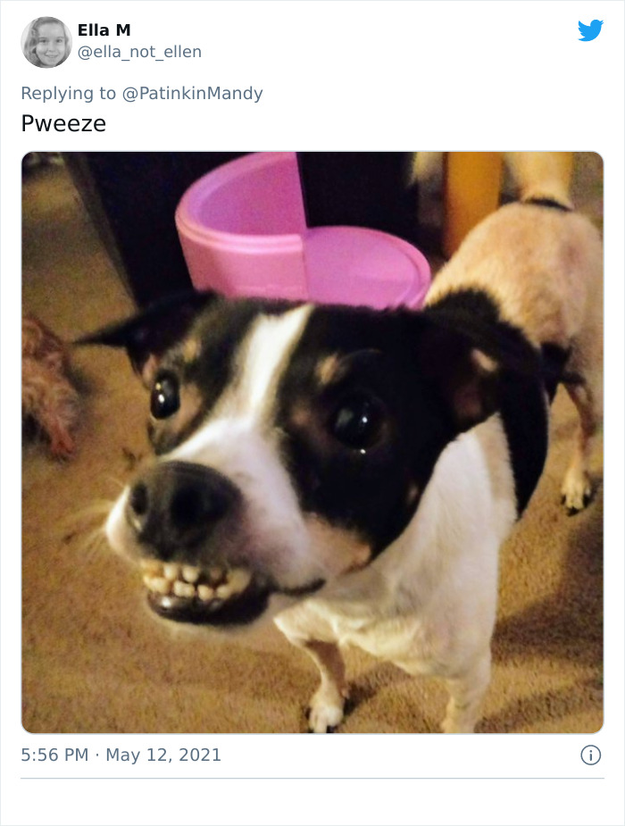 29 Dogs Making Faces To Let Their Owners Know How Much They Want Their Food 29 Dogs Making Faces To Let Their Owners Know How Much They Want Their Food