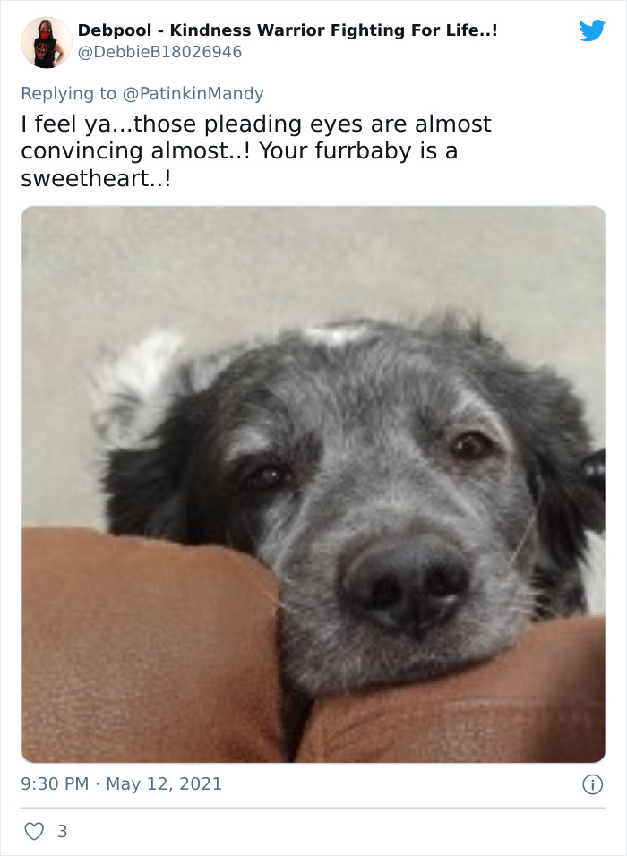 29 Dogs Making Faces To Let Their Owners Know How Much They Want Their Food 29 Dogs Making Faces To Let Their Owners Know How Much They Want Their Food