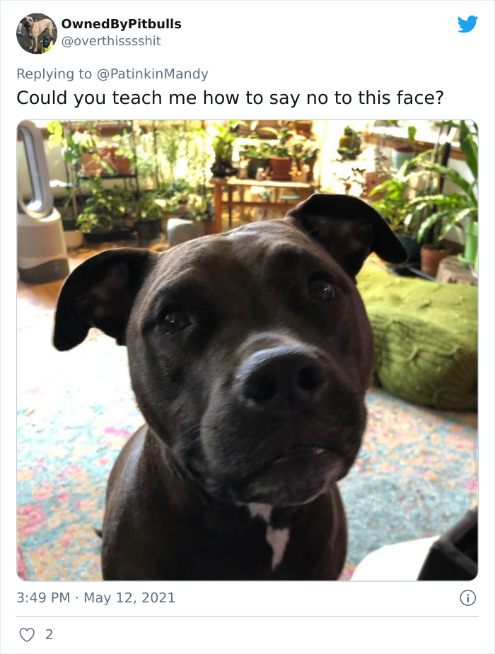 29 Dogs Making Faces To Let Their Owners Know How Much They Want Their Food 29 Dogs Making Faces To Let Their Owners Know How Much They Want Their Food
