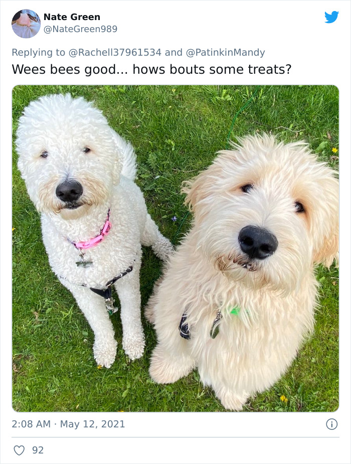 29 Dogs Making Faces To Let Their Owners Know How Much They Want Their Food 29 Dogs Making Faces To Let Their Owners Know How Much They Want Their Food