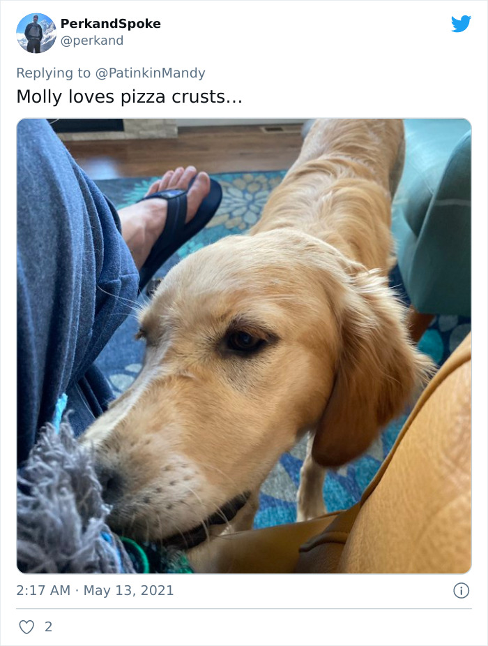 29 Dogs Making Faces To Let Their Owners Know How Much They Want Their Food 29 Dogs Making Faces To Let Their Owners Know How Much They Want Their Food