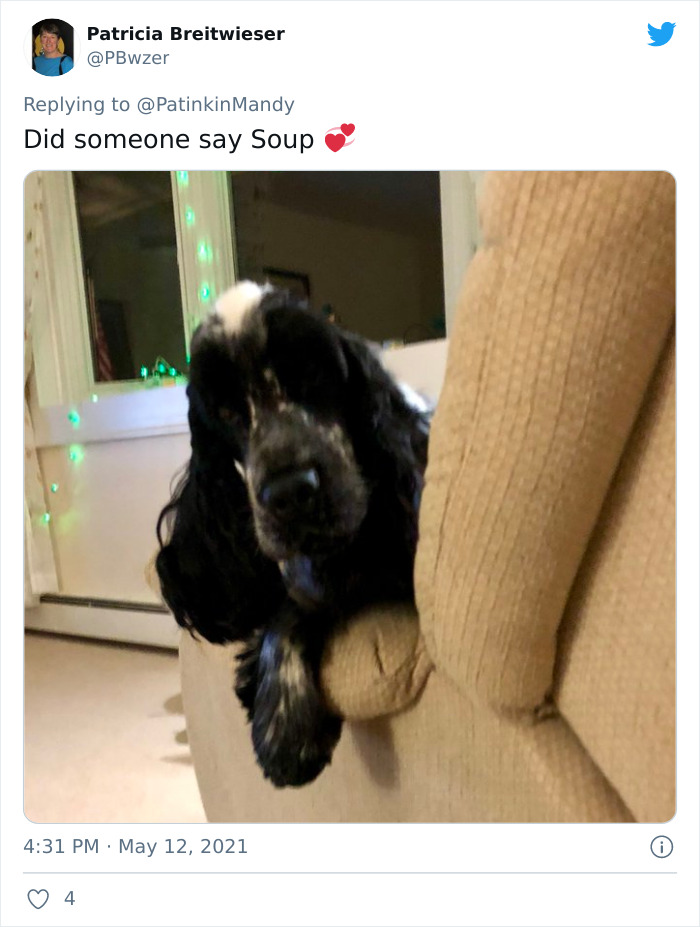 29 Dogs Making Faces To Let Their Owners Know How Much They Want Their Food 29 Dogs Making Faces To Let Their Owners Know How Much They Want Their Food