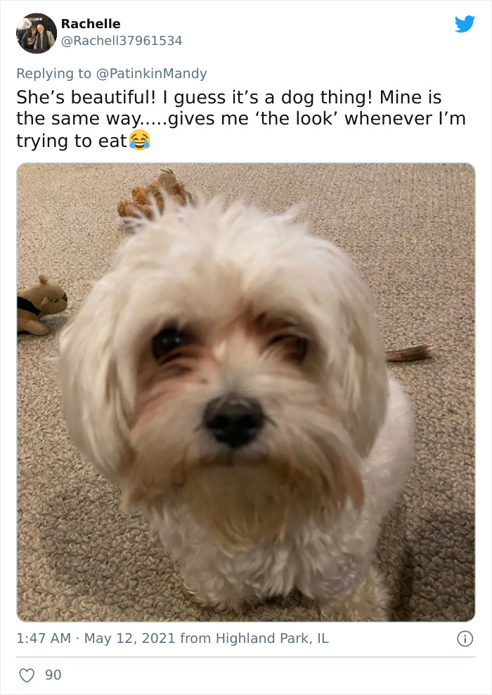 29 Dogs Making Faces To Let Their Owners Know How Much They Want Their Food 29 Dogs Making Faces To Let Their Owners Know How Much They Want Their Food