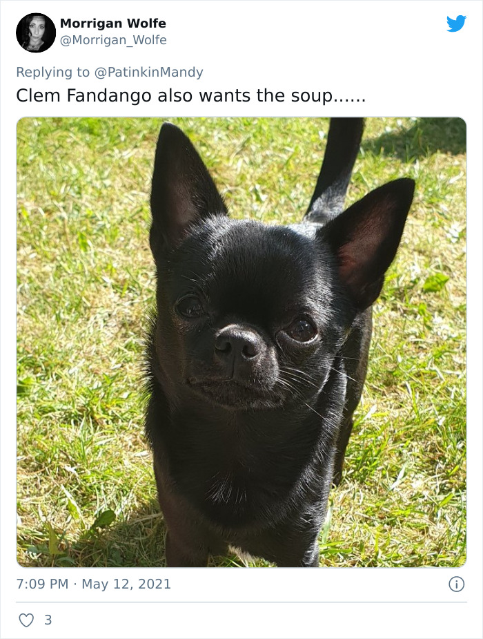 29 Dogs Making Faces To Let Their Owners Know How Much They Want Their Food 29 Dogs Making Faces To Let Their Owners Know How Much They Want Their Food