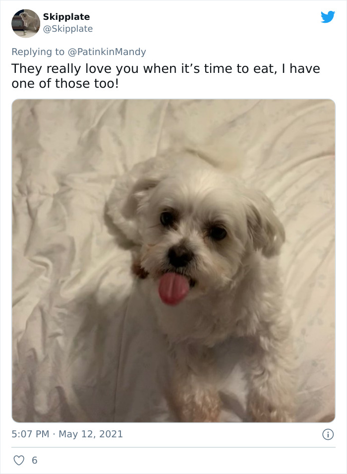 29 Dogs Making Faces To Let Their Owners Know How Much They Want Their Food 29 Dogs Making Faces To Let Their Owners Know How Much They Want Their Food