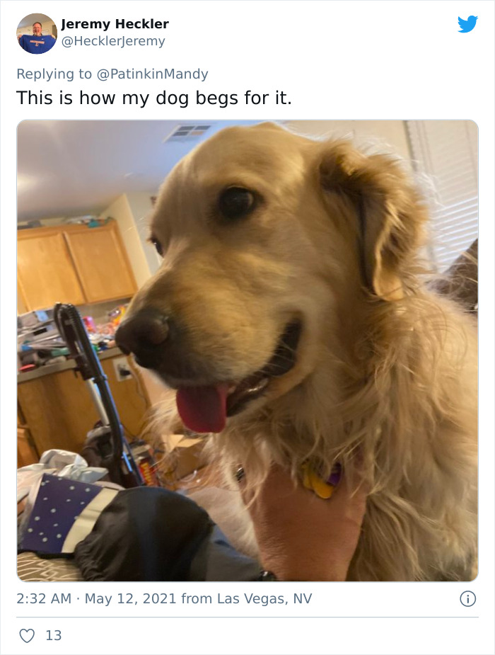 29 Dogs Making Faces To Let Their Owners Know How Much They Want Their Food 29 Dogs Making Faces To Let Their Owners Know How Much They Want Their Food